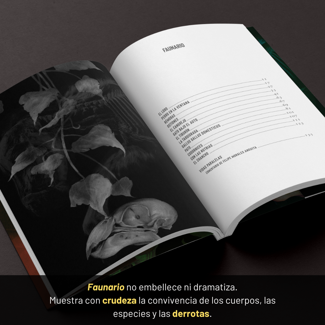 PREVENTA. Faunario - Tomás Veizaga